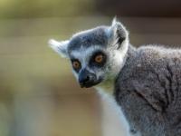 Katta Lemur Porträt